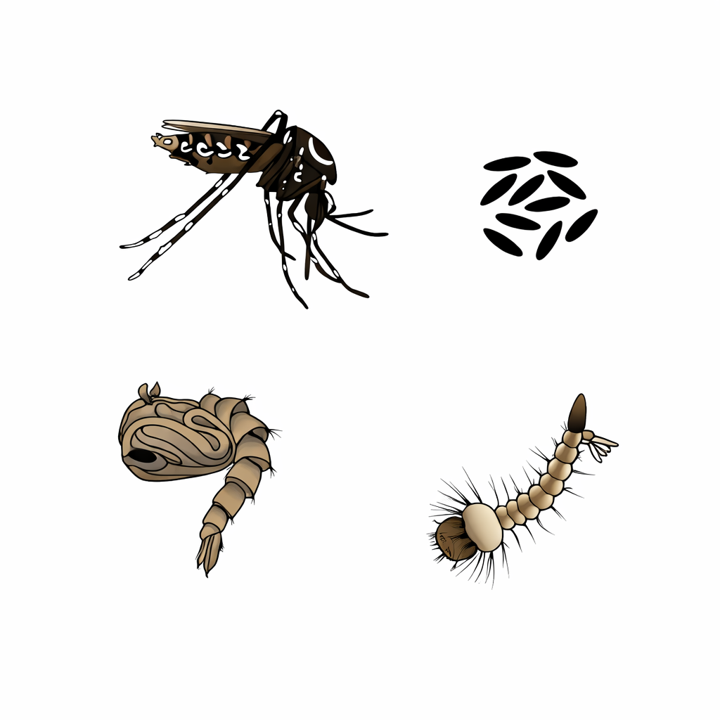 Ciclo do Aedes aegypti